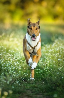 Shorthair collie runs across a meadow