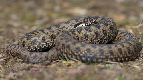 Common European Viper