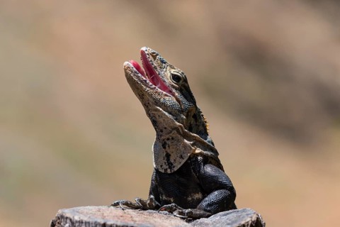 Close-up of black spiny-tailed iguana