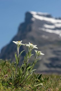 Alps-Edelweiss
