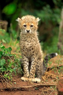 Sudan Cheetah
