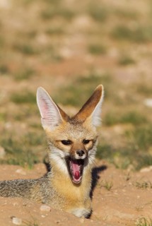 Cape Fox