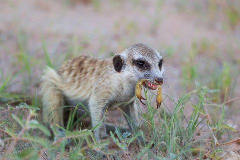 Suricate or meerkat