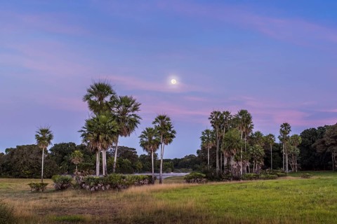 Landscape with moriche palm trees in the southern Pantanal