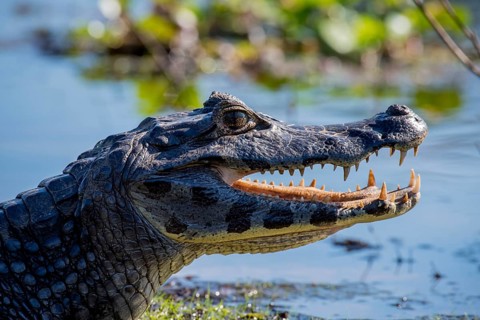 Yacare Caiman