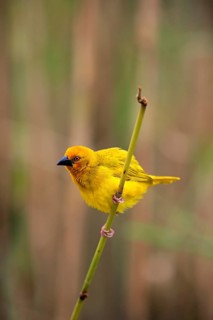 Eastern Golden Weaver