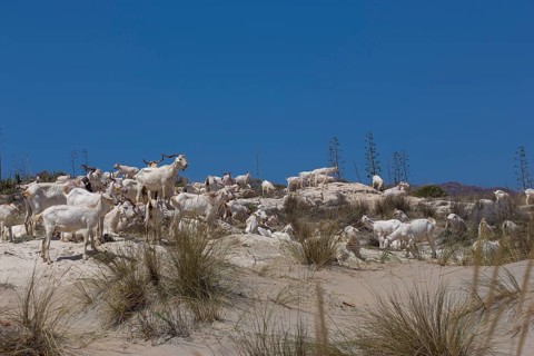 Goat herd