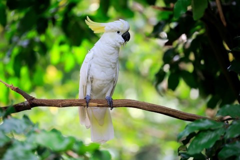 Sulphur crested cockatoo