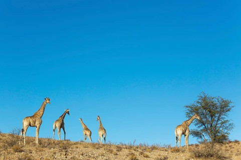 Southern Giraffes