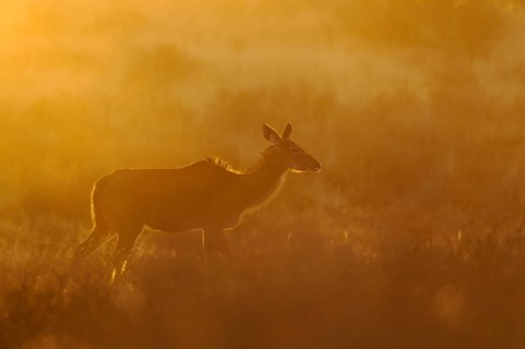 Greater Kudu