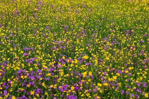 Wild flowers