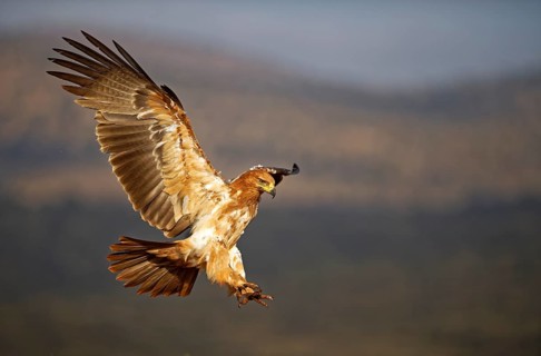 Tawny eagle