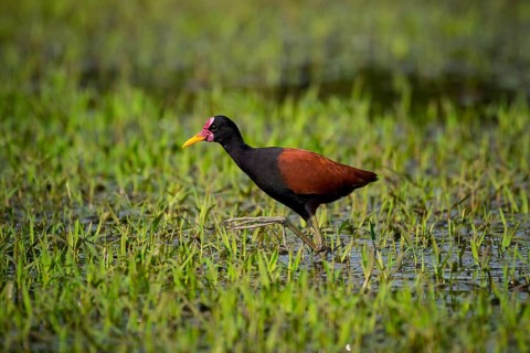 Wattled jacana