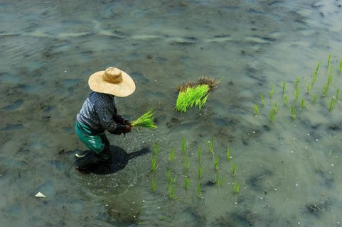 Worker in rice field