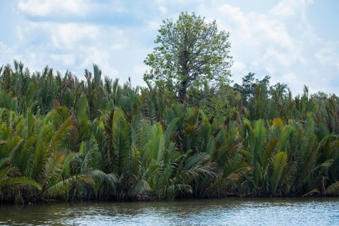 Dense embankment with palm trees