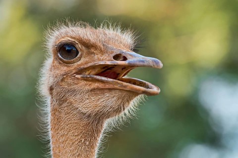 Somali ostrich