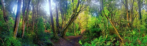 rainforest