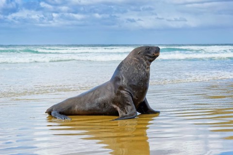 New Zealand sea lion
