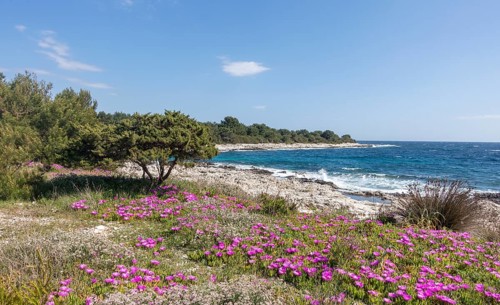 Ice plant