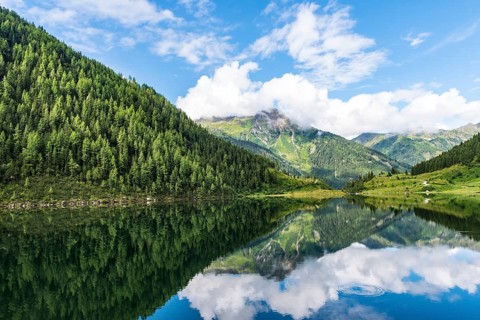 Forest and mountains