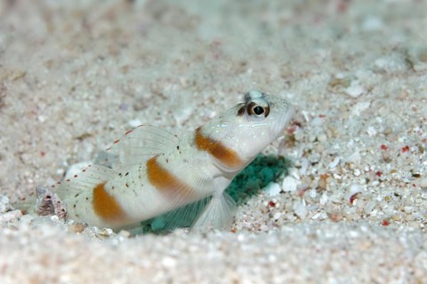 Masked shrimpgoby