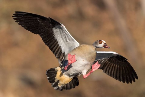 Egyptian Goose
