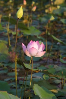 Lotus flower