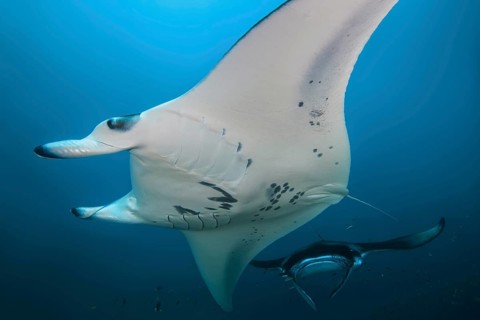 Two Giant oceanic manta rays