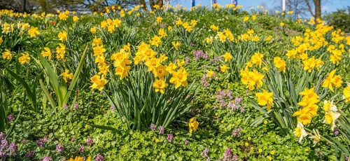 Wild daffodils