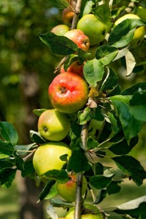 Apple tree