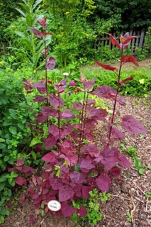 Red orache in a farm garden