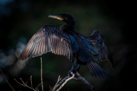 Olivaceous cormorant