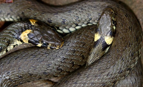 Two grass snakes