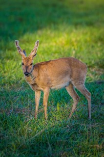 Pampas deer