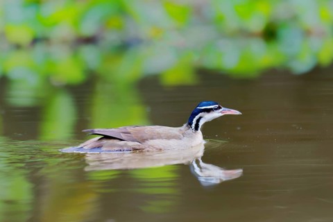 Swimming Sunbittern