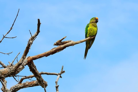 Peach-fronted conure