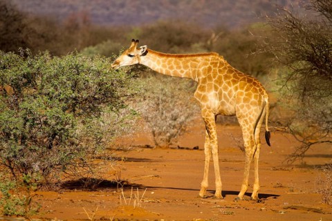 Angolan Giraffe