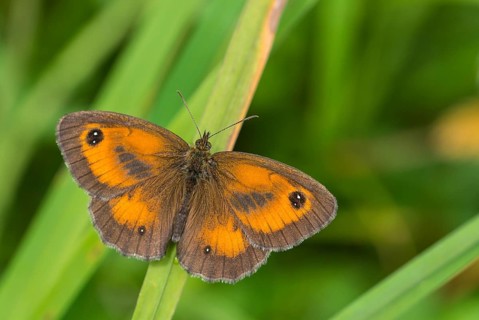 Gatekeeper