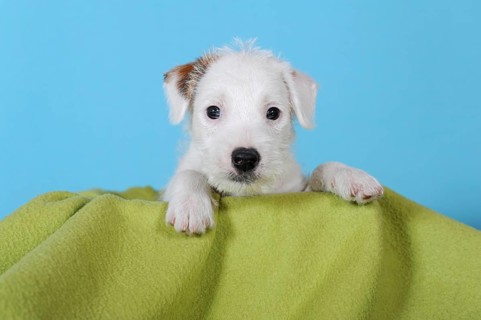 Parson Russell Terrier