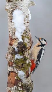 Great Spotted Woodpecker