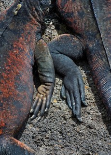 Claws of Marine iguana