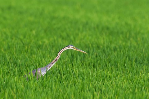 Purple Heron