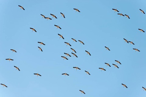 White Storks
