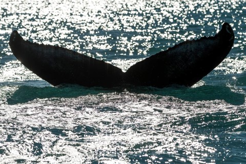 Tail