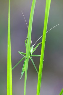 Saga pedo bush cricket