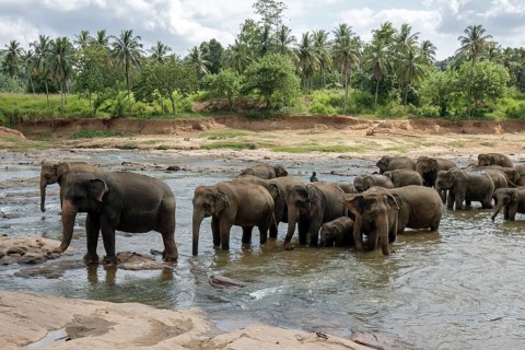Asian or Asiatic elephants