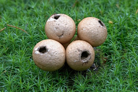 Pear-shaped puffballs