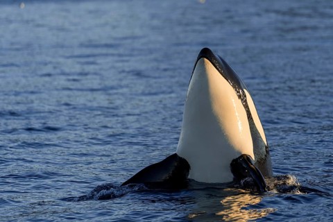 Orca or killer whale