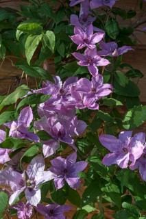 Pink blossoms of clematis