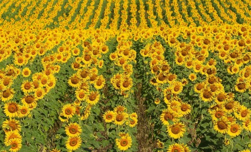 Sunflowers